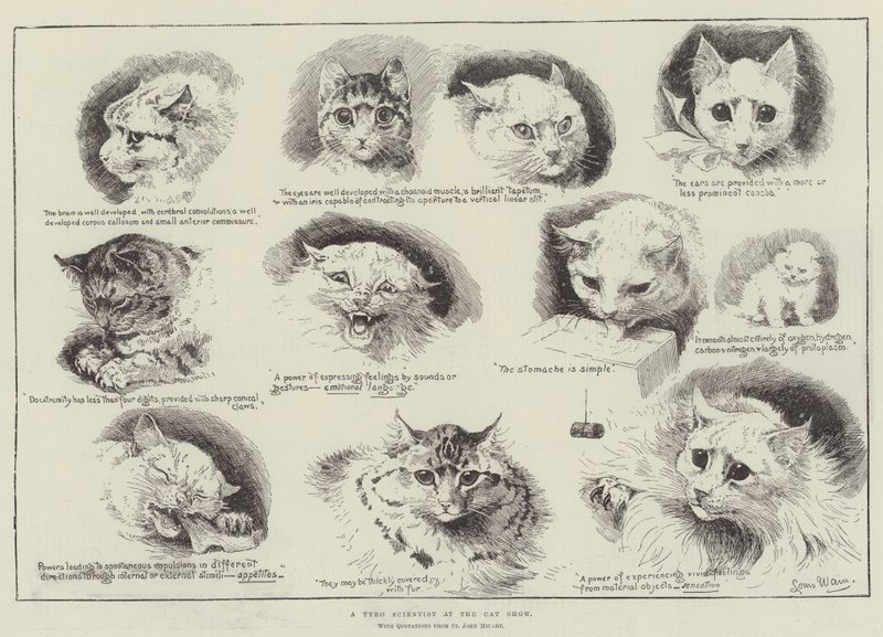 Cat Show