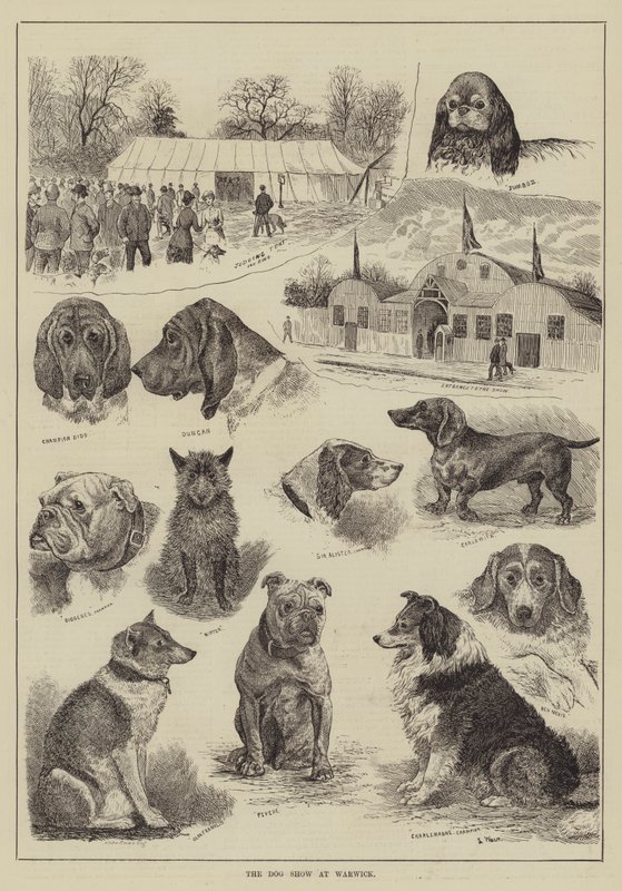 ವಾರ್ವಿಕ್ ಟರ್ಕ್‌ನಲ್ಲಿ ಡಾಗ್ ಶೋ by Louis Wain