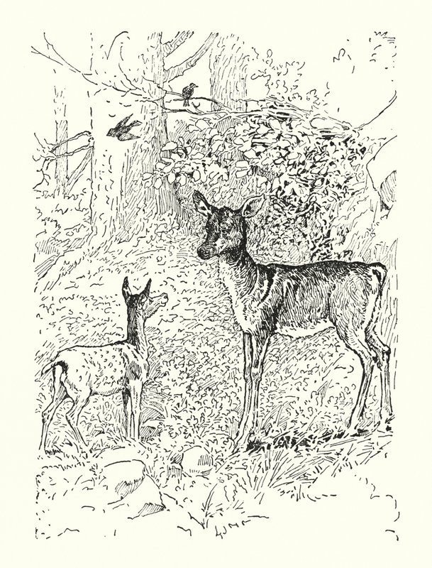  by Louis John Rhead
