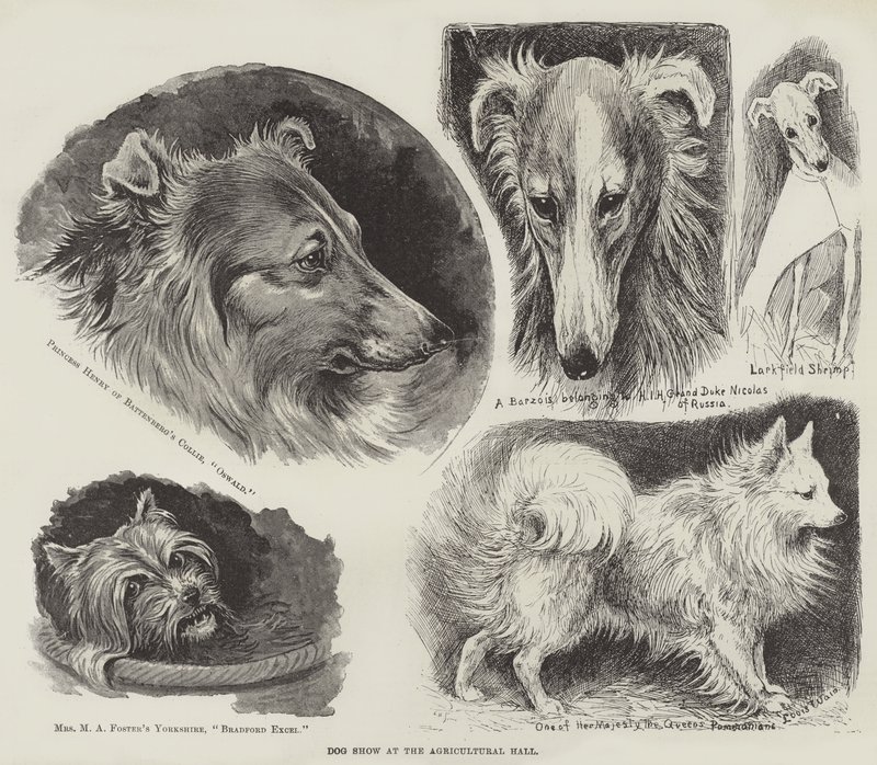 Dog Show at the Agricultural Hall  by Louis Wain