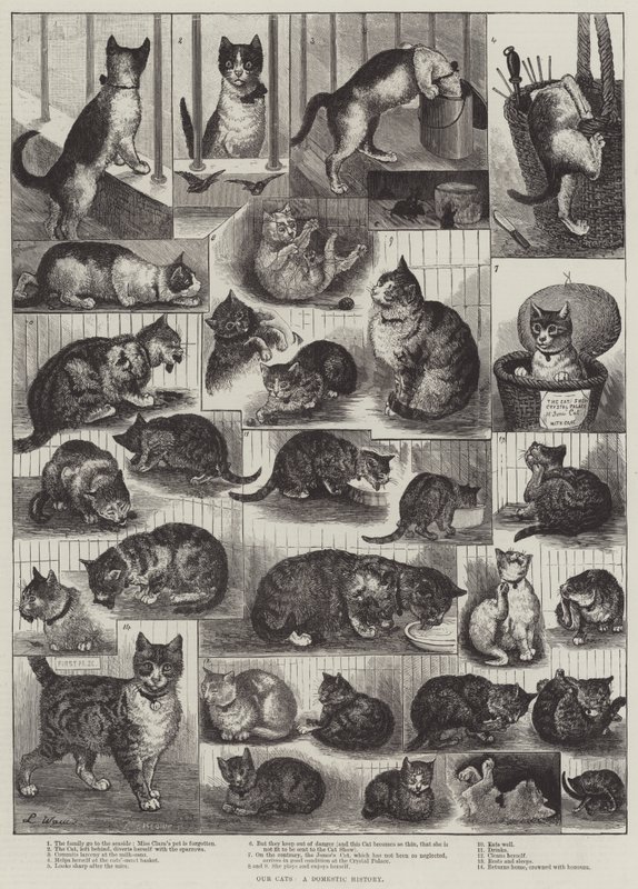 Kedilerimiz, Yerli Bir Tarih by Louis Wain