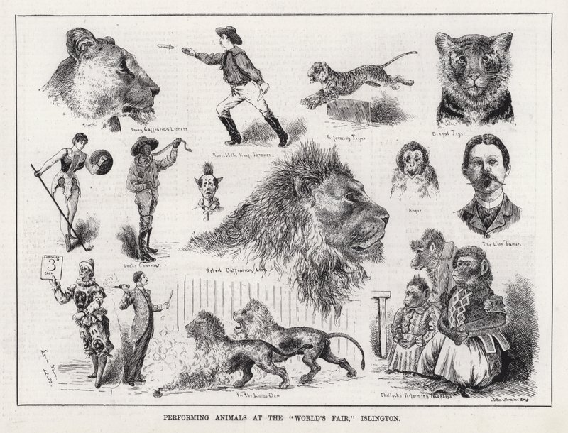 Islington, "Dünya Fuarı"nda Hayvan Gösterisi (gravür) by Louis Wain