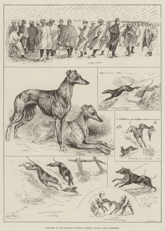 Liverpool yakınlarındaki Waterloo Coursing Meeting, Altcar