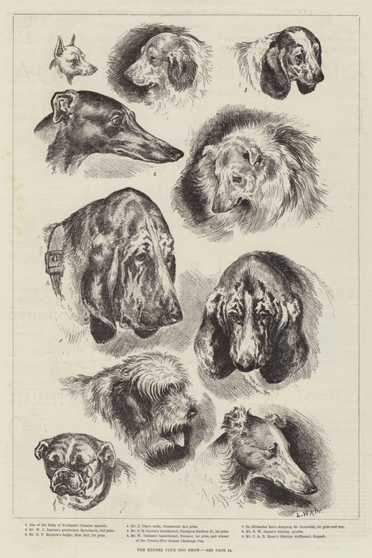 Kennel Club Köpek Gösterisi by Louis Wain