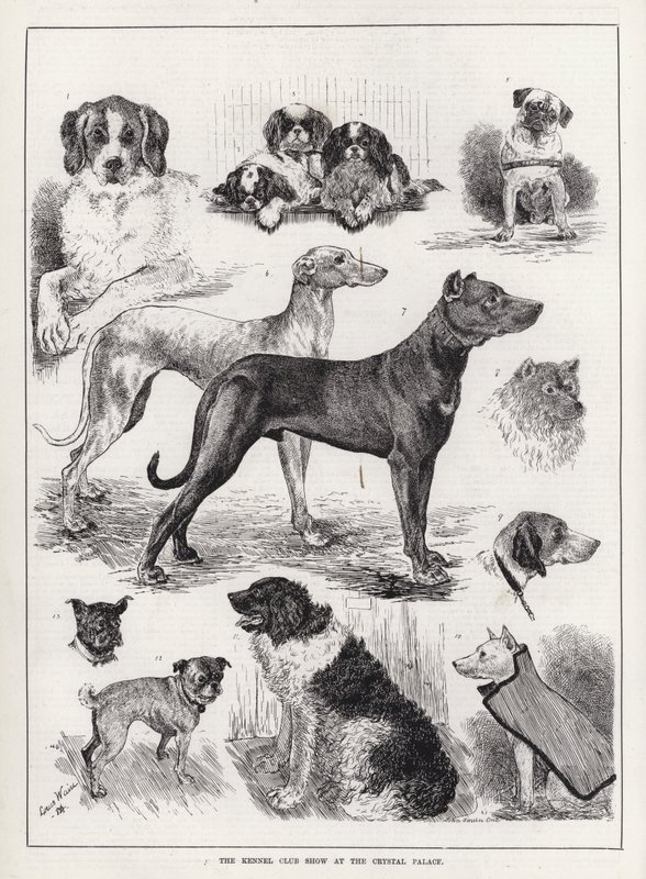 Crystal Palace'daki Kennel Club Gösterisi (gravür) by Louis Wain