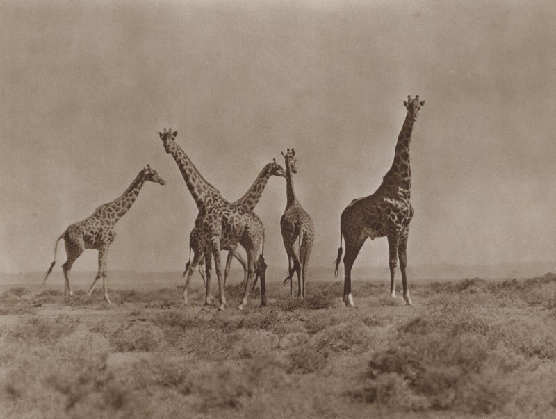 Kenya ovalarında by Marcuswell Maxwell