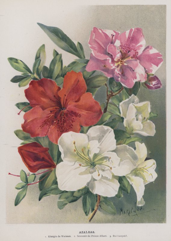 Azaleas  by Marie Low