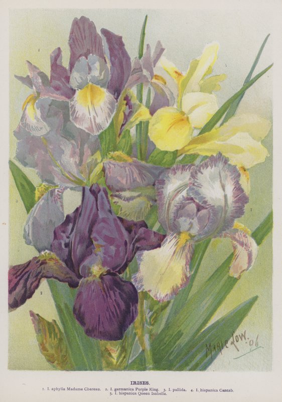 Irises  by Marie Low