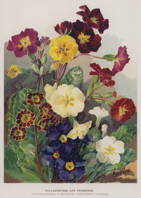 Polyanthus ve Primroses by Marie Low