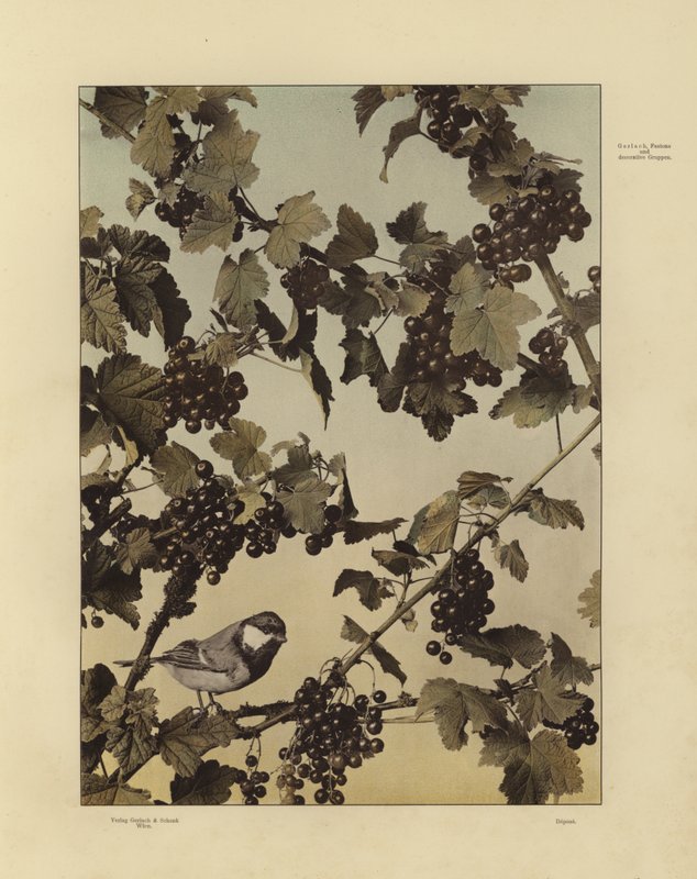 Martin Gerlach