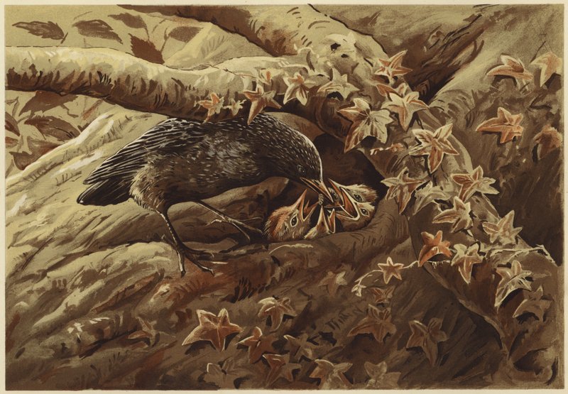 Gürültülü bir çocuk odası (lito) by N. Parker