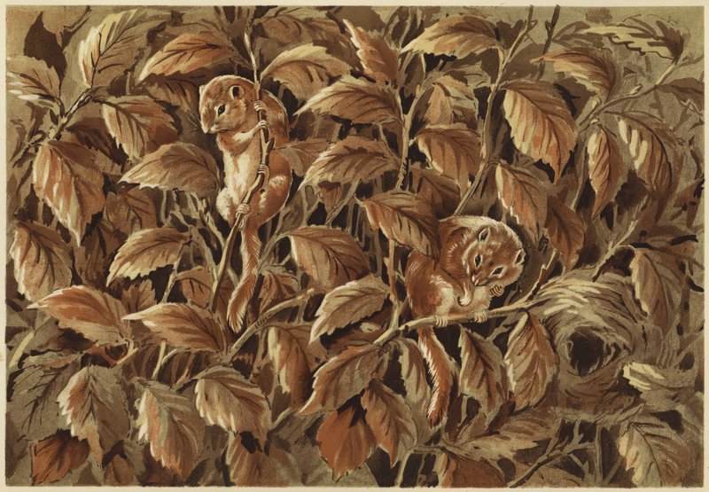 Dorothy, çük ve fındık faresi (lito) by N. Parker