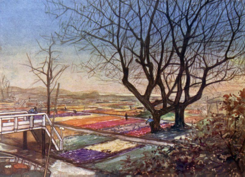 Lale Tarlaları, Haarlem by Nico Jungman