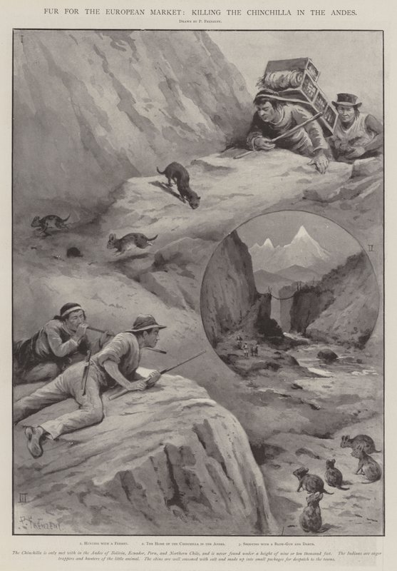 Avrupa Pazarı için Kürk, And Dağları