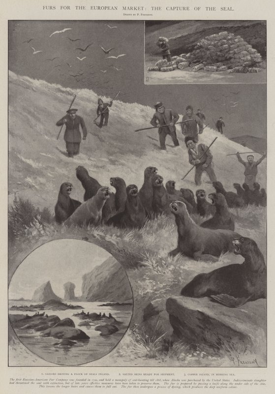 Avrupa Pazarı İçin Kürkler, Mührün Ele Geçirilmesi by Paul Frenzeny