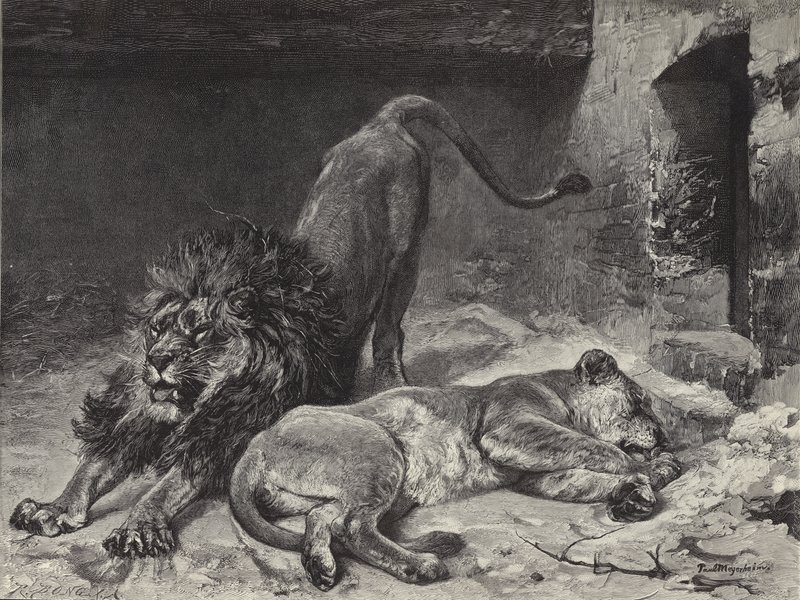 Aslan