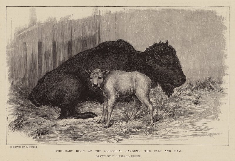  by Percy Harland Fisher