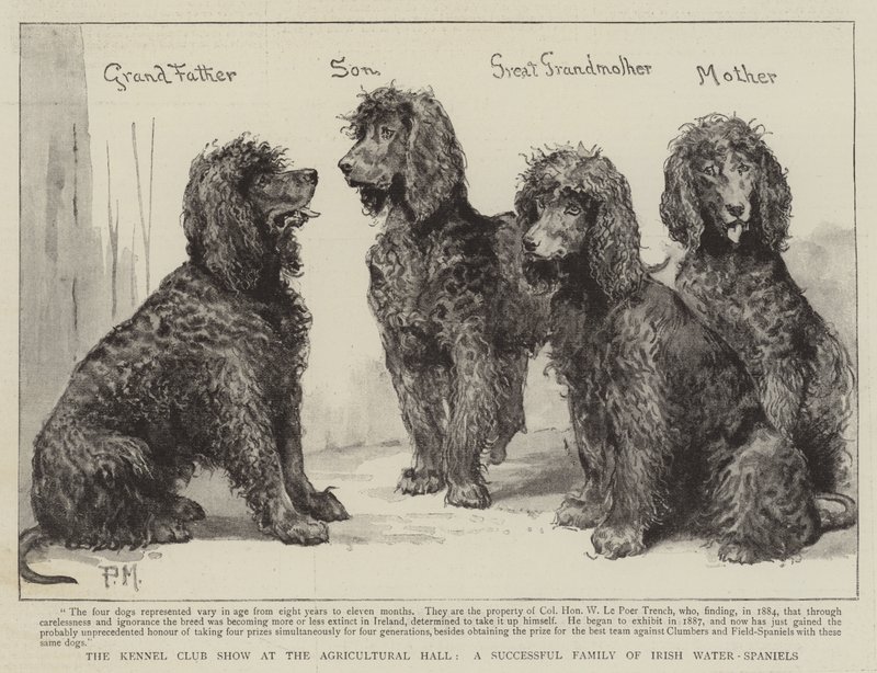 Başarılı Bir İrlandalı Su-Spaniel Ailesi olan Tarım Salonundaki Kennel Club Gösterisi by Percy Macquoid