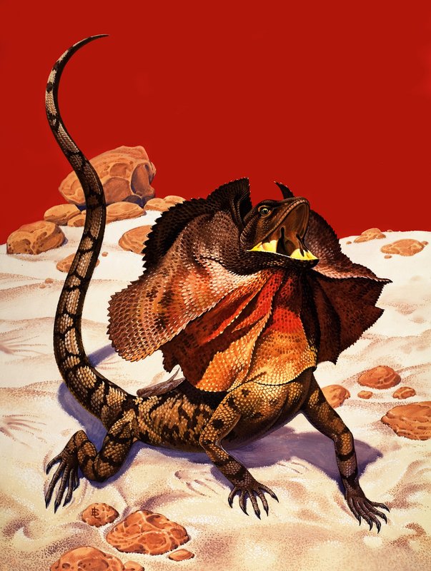 Fırfırlı Kertenkele (kağıt üzerine guaj) by Peter Jackson