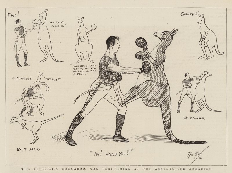 Pugilistic Kanguru, şimdi Westminster Akvaryumu'nda sahne alıyor by Phil May