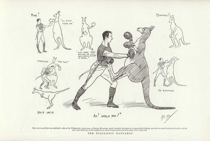 Pugilistik Kanguru by Phil May