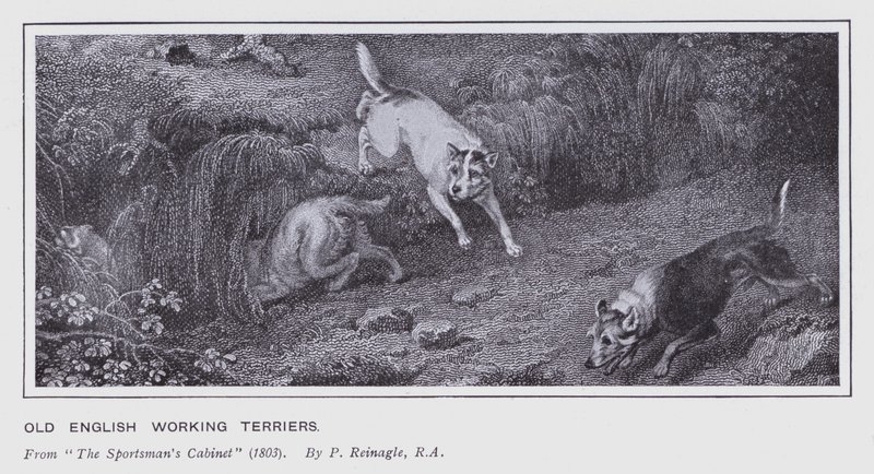 Eski İngiliz Çalışan Teriyerleri (lito) by Philip (after) Reinagle
