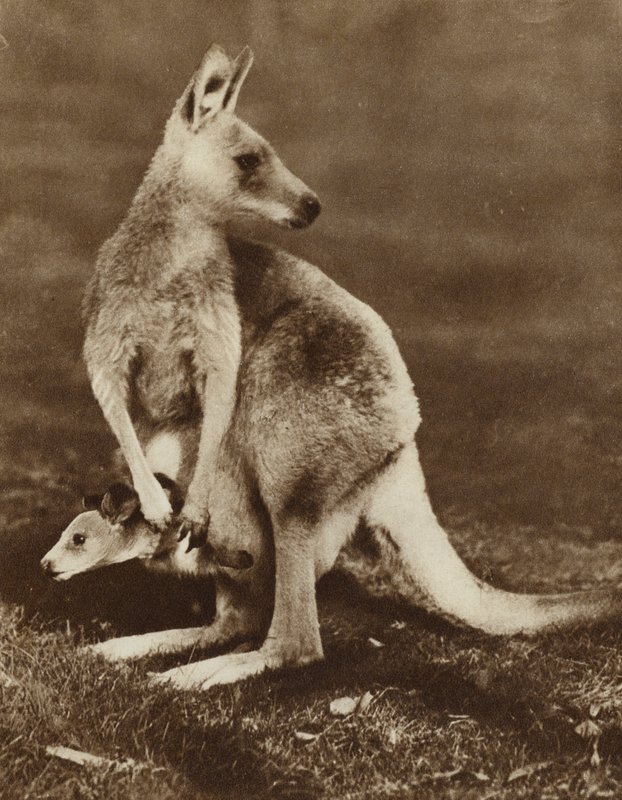 Annesinin kesesinden bakan bebek kanguru, Avustralya (s/b fotoğraf) by Photographer Australian
