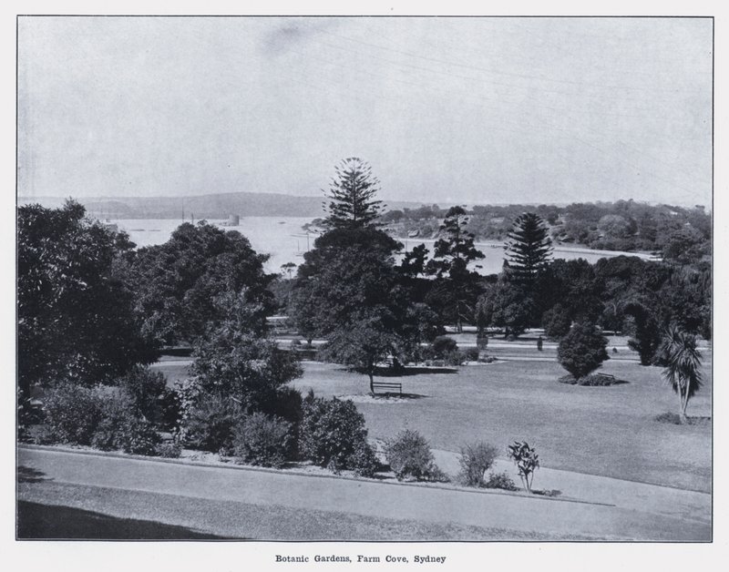 Botanik Bahçeleri, Farm Cove, Sidney (s/b fotoğraf) by Photographer Australian