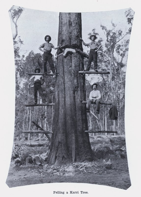 Karri Ağacını Devirmek (s/b fotoğraf) by Photographer Australian