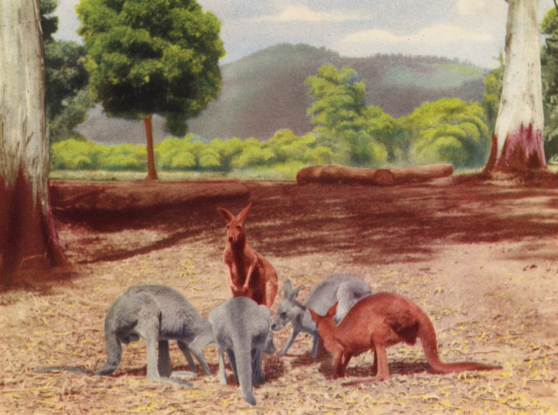 Kangurular (renkli fotoğraf) by Photographer Australian