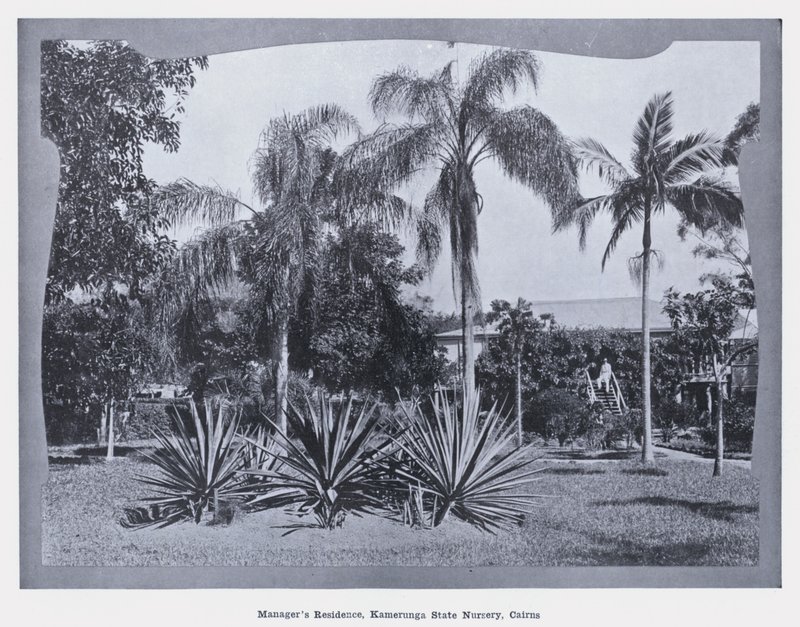 Yönetici Yurdu, Kamerunga Devlet Kreş, Cairns (s/b fotoğraf) by Photographer Australian