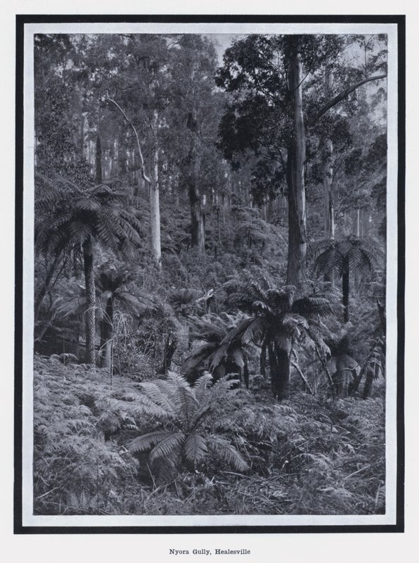 Nyora Gully, Healesville (s/b fotoğraf) by Photographer Australian