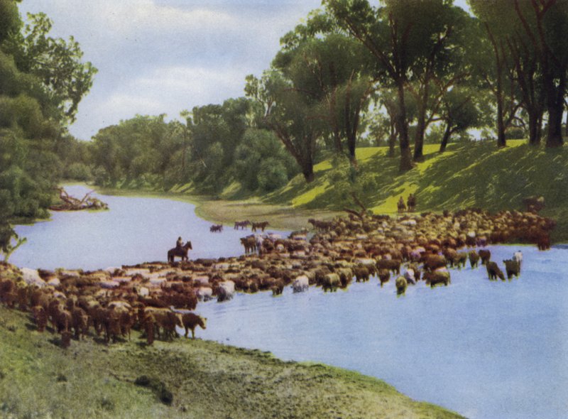 Queensland, Avustralya: Goondiwindi yakınlarında Sığır Sürmek (fotoğraf) by Photographer Australian