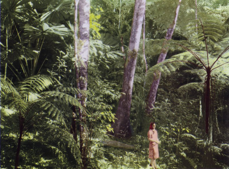 Queensland, Avustralya: Tropikal Orman (fotoğraf) by Photographer Australian