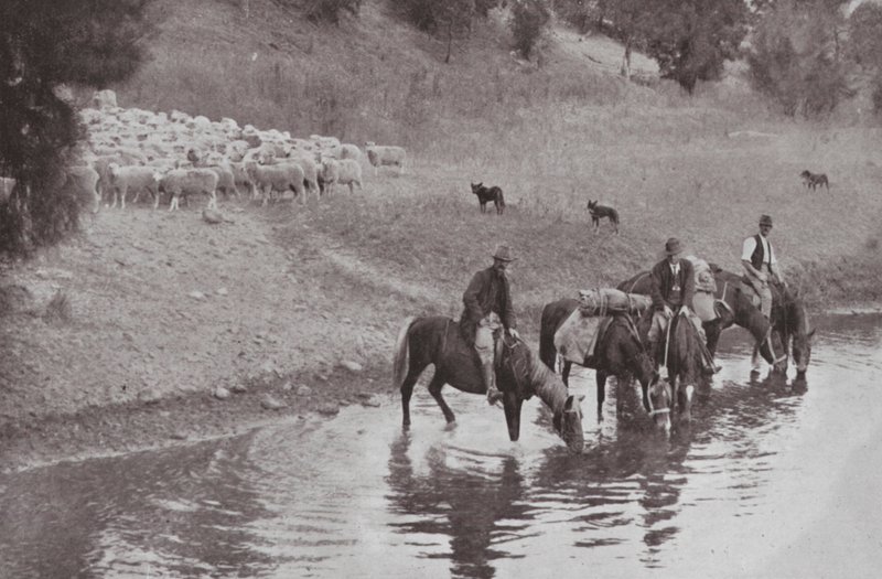 Gerisi, Tipik Avustralyalı Stokçular (s/b fotoğraf) by Photographer Australian