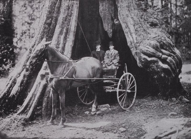 The Big Tree, Stanley Park, Vancouver (s/b fotoğraf) by Photographer Canadian