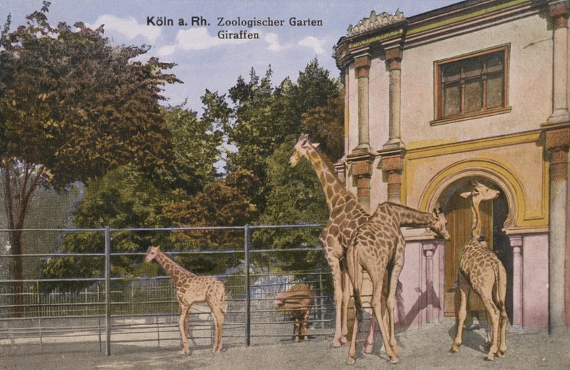 Köln Hayvanat Bahçesi, Zürafalar (fotoğraf) by Photographer German