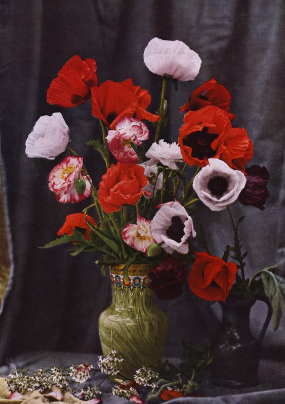 Vazoda haşhaş (renkli fotoğraf) by Photographer German