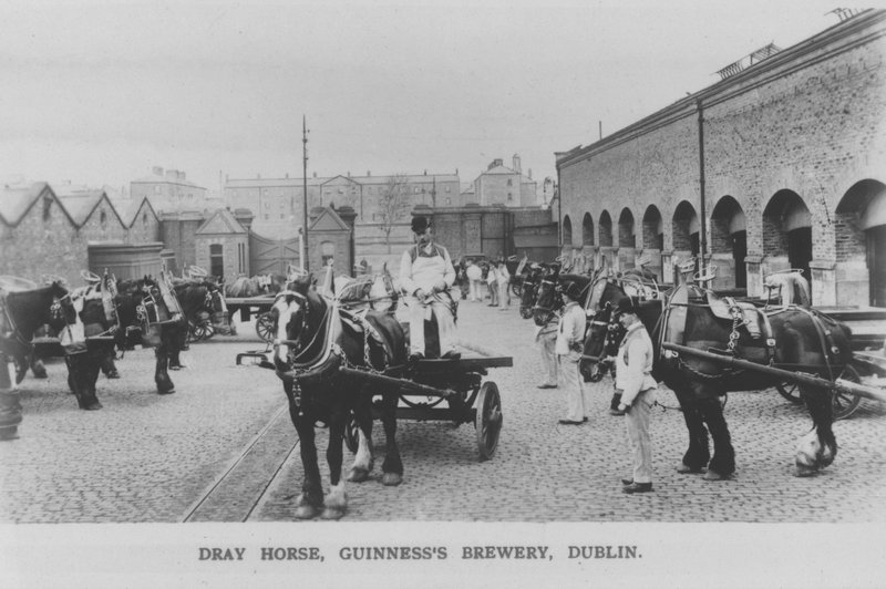 Dray atı, Guinness Bira Fabrikası, Dublin, İrlanda (s/b fotoğraf) by Photographer Irish