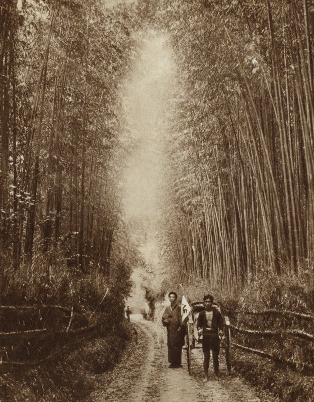Bambu korusu, Japonya (s/b fotoğraf) by Photographer Japanese