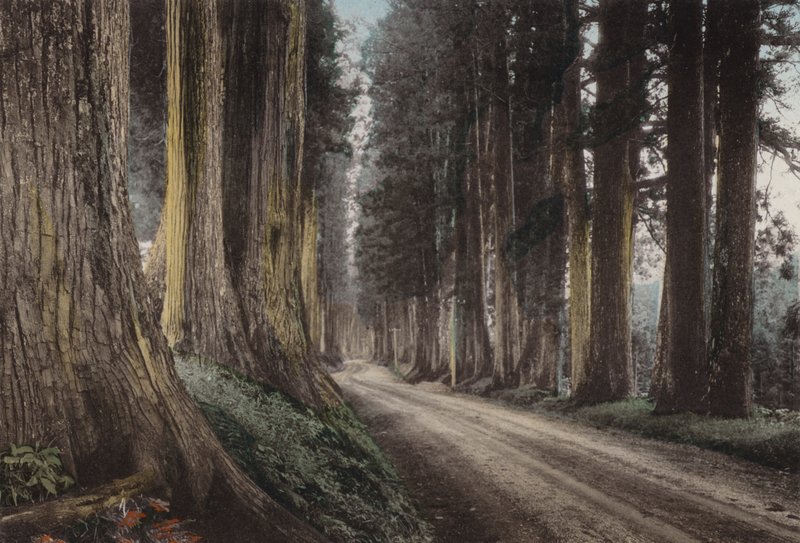 Japonya, c.1912: Cryptomeria Yolu, Nikko (fotoğraf) by Photographer Japanese