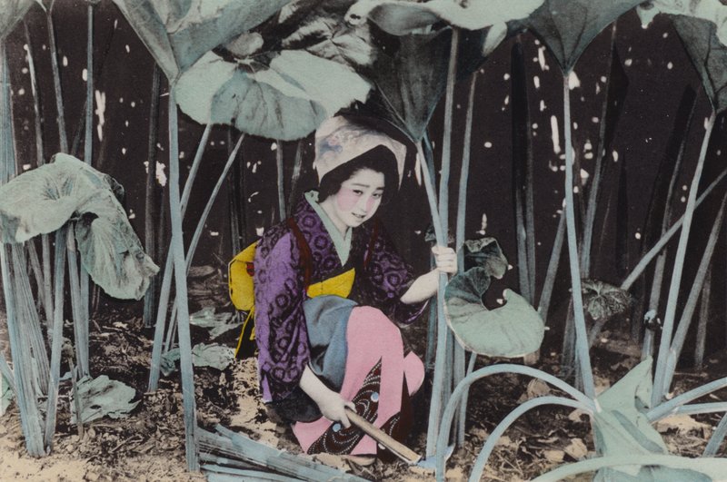 Japonya, c.1912: Muazzam Bog-ravent, yabani bitki, Akita (fotoğraf) by Photographer Japanese