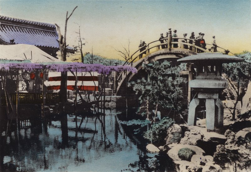Japonya, c.1912: Mayıs ayında Wisteria çiçeği ve groung