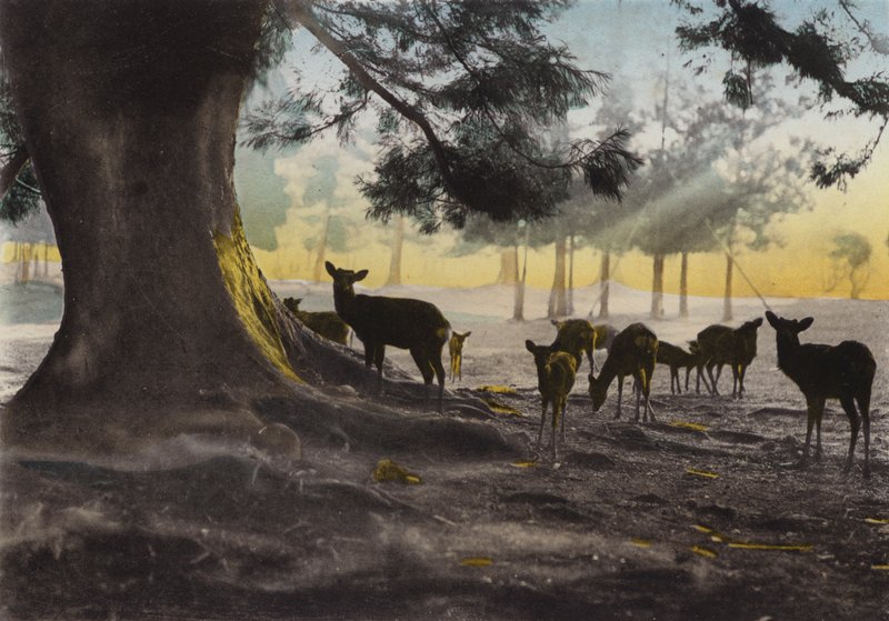 Japonya, c.1912: Etrafta dolaşan evcil geyiklerin olduğu Kasuga Tapınağı alanı, Nara (fotoğraf) by Photographer Japanese