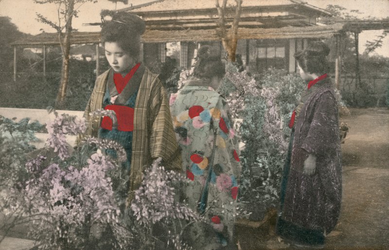 Wisteria bitkileri olan Japon kadınları (renkli fotoğraf) by Photographer Japanese