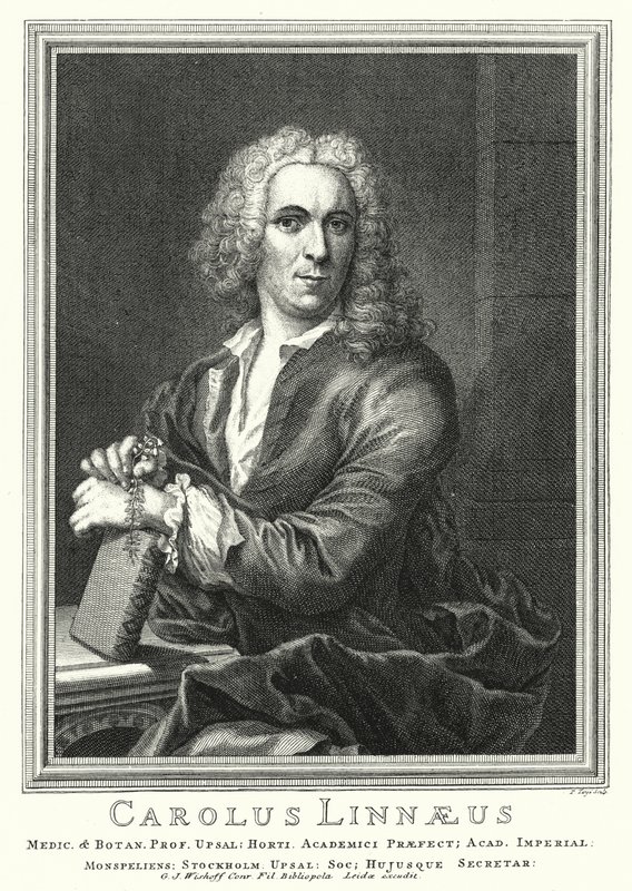 Carl Linnaeus, İsveçli botanikçi ve zoolog (gravür) by Pierre Tanje