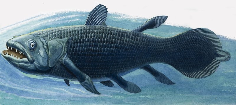 Coelacanth by R.B. Davis