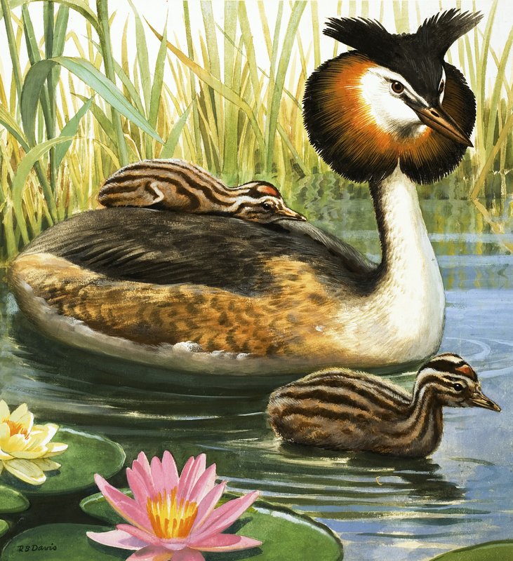  by R.B. Davis