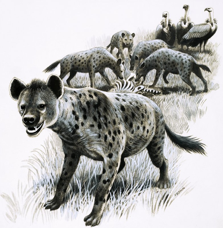 Akbabalar bakarken sırtlanlar zebra leşiyle besleniyor by R.B. Davis