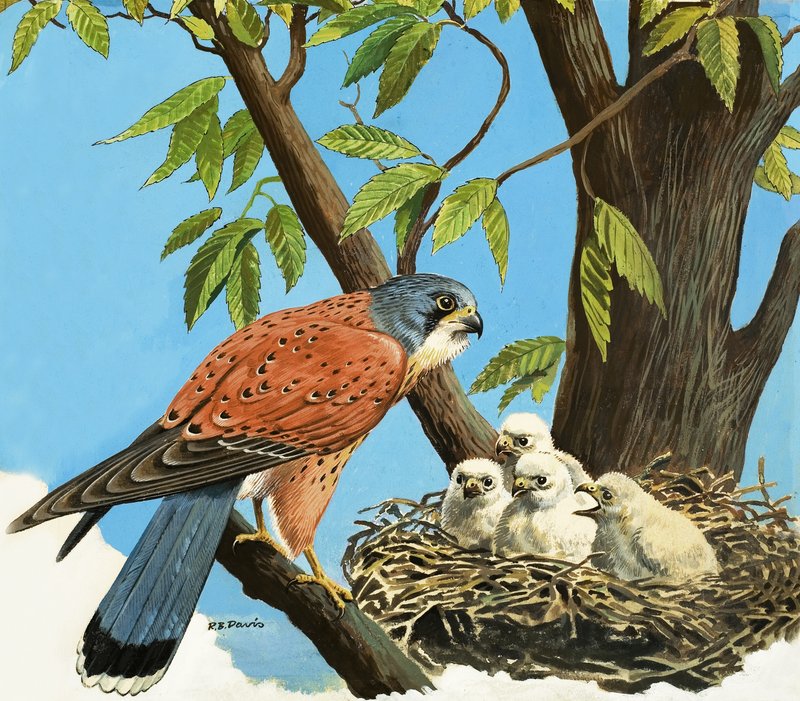 Kerkenez ve yavrusu by R.B. Davis